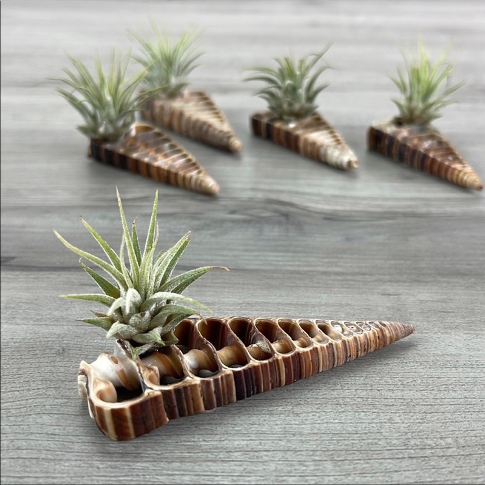 🌿Air Plant In Shell🌿 - Picture 2 of 8